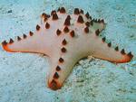 http://t2.gstatic.com/images?q=tbn:dvjyRPuAx0e5eM%3Ahttp://www.richard-seaman.com/Wallpaper/Nature/Underwater/Invertebrates/SeaStars/GhavutuStarFish.jpg
