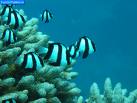 http://t1.gstatic.com/images?q=tbn:zm7R5AcATQFUiM:http://www.funonthenet.in/images/stories/forwards/great-barrier-reef/great-barrier-reef-zebra-damselfish.jpg