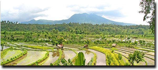 Rice paddies surround the town of Ubud, Bali