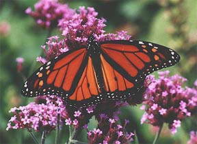 a Monarch on the royal purple