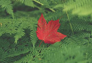 Maple leaf in the ferns