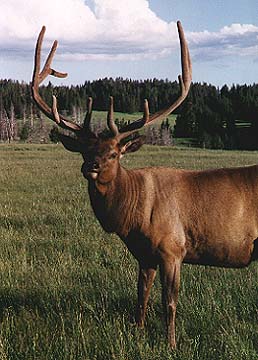 Big bad elk