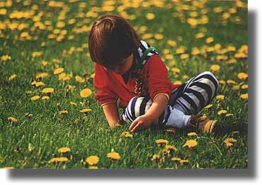 Picking dandelions at Hawthorne Hollow