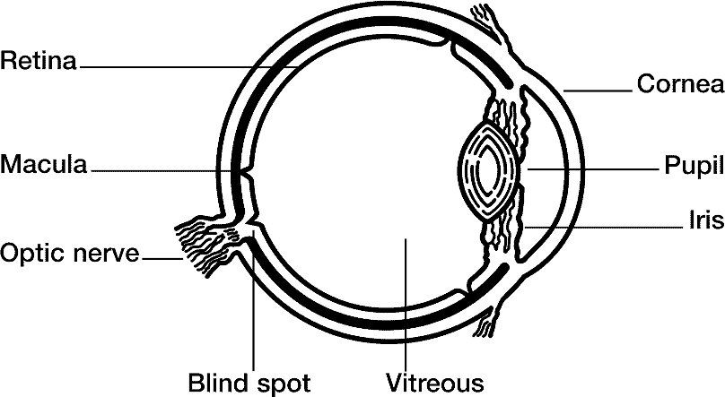 Spiral Line Anatomy