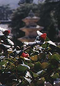 Korean Camelias