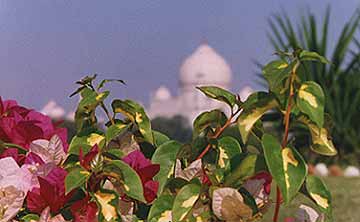 Flower Taj