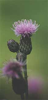 I think these thistles are pretty cool looking