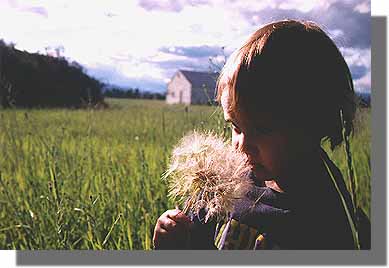 Alea and the giant dandelion