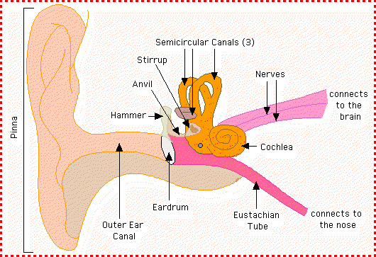 Eye and Ear Structures